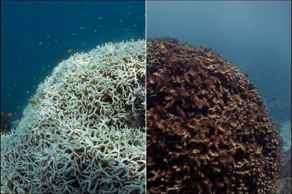 Arrecifes de coral colapsan y superan su punto de no retorno.