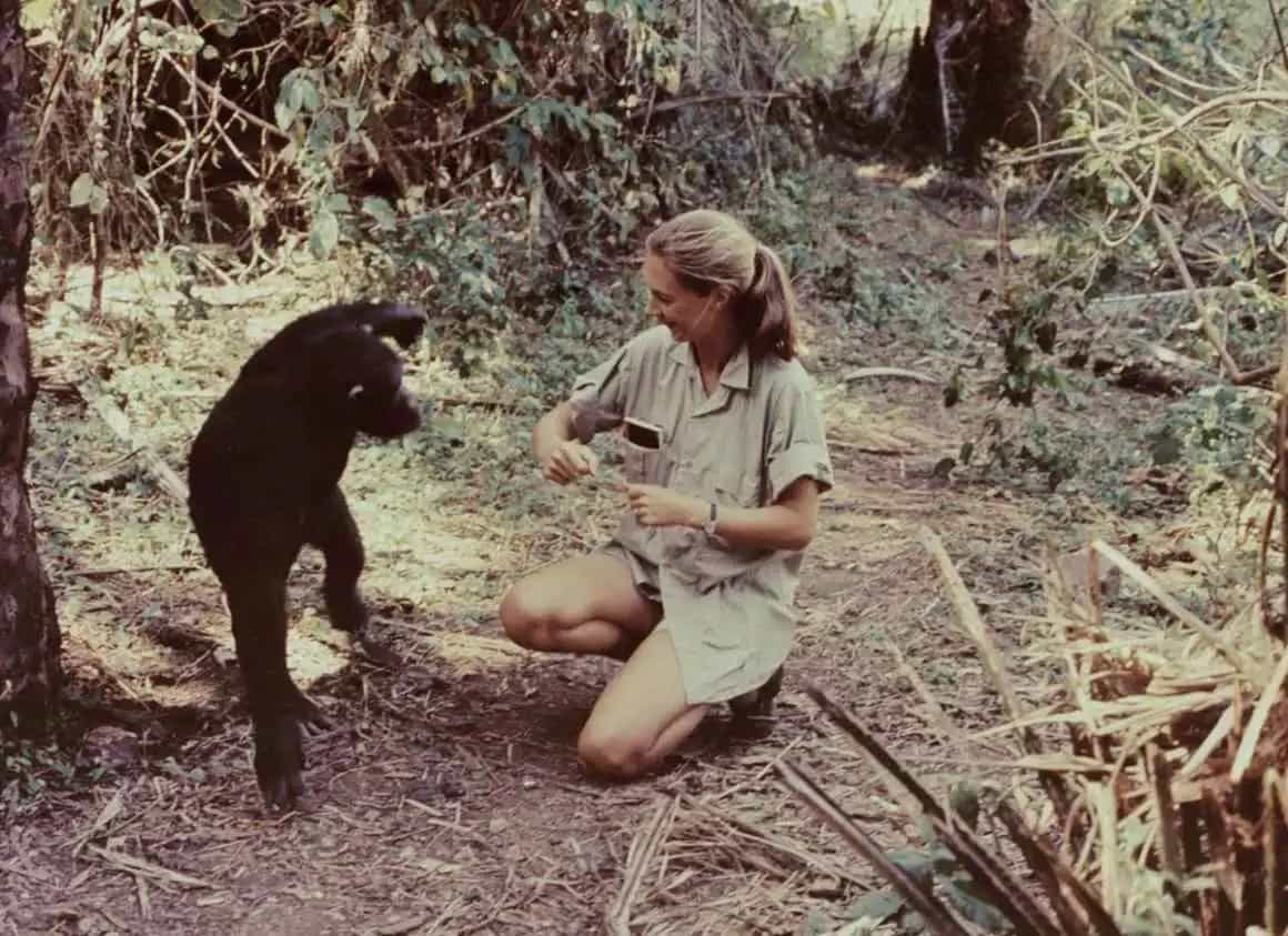 Jane Goodall, la voz de los chimpancés y la naturaleza, muere a sus 91 años.