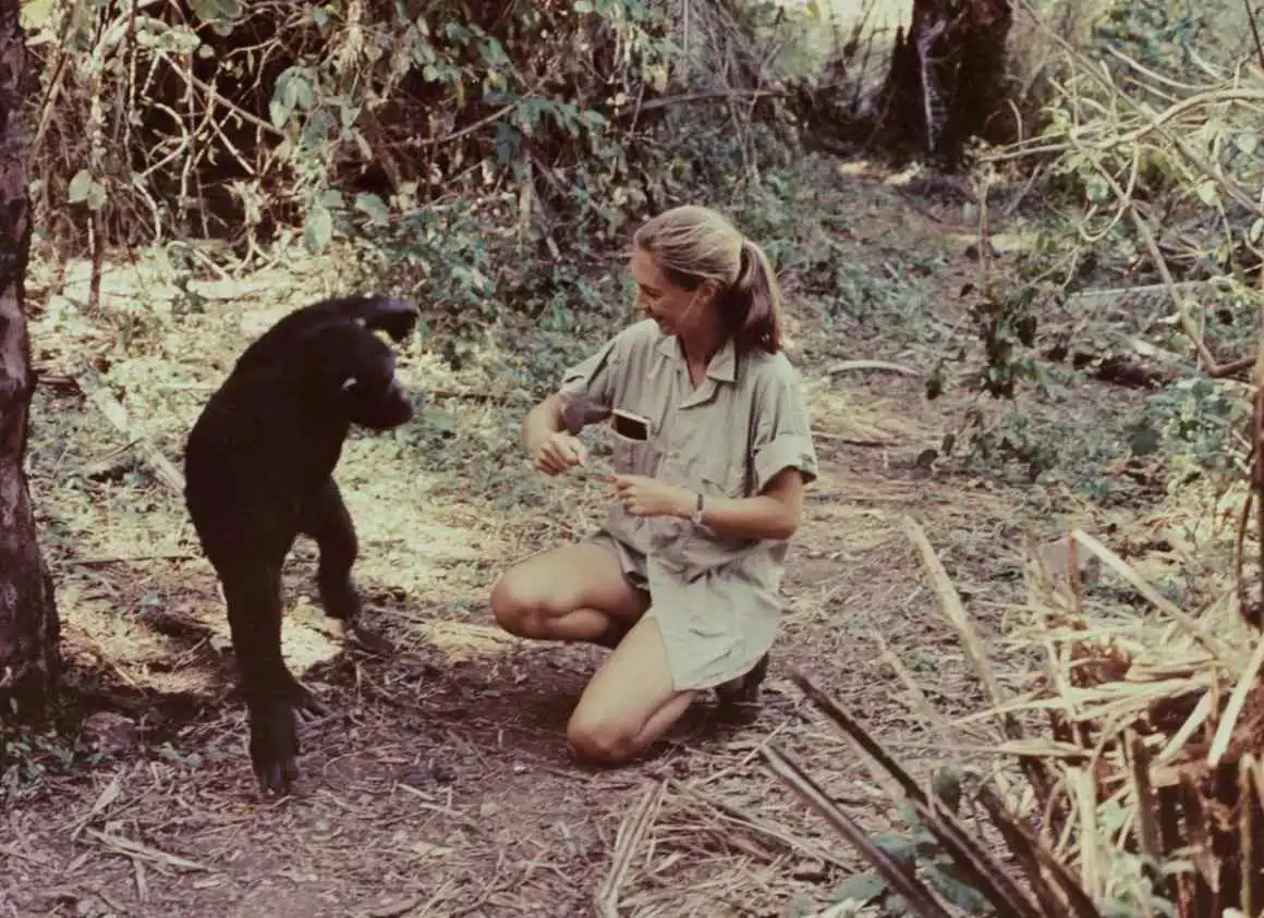 Jane Goodall, la voz de los chimpancés y la naturaleza, muere a sus 91 años.