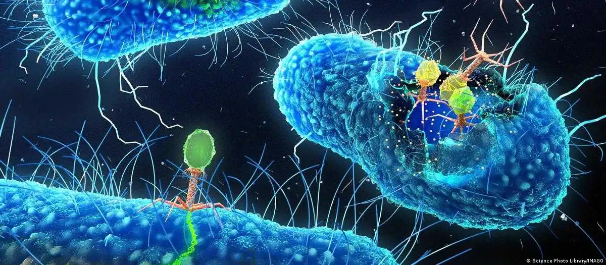 Científicos entrenan virus con IA para eliminar bacterias.