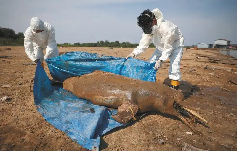 Crisis en la Amazonía: más de 200 delfines mueren hervidos por altas temperaturas.