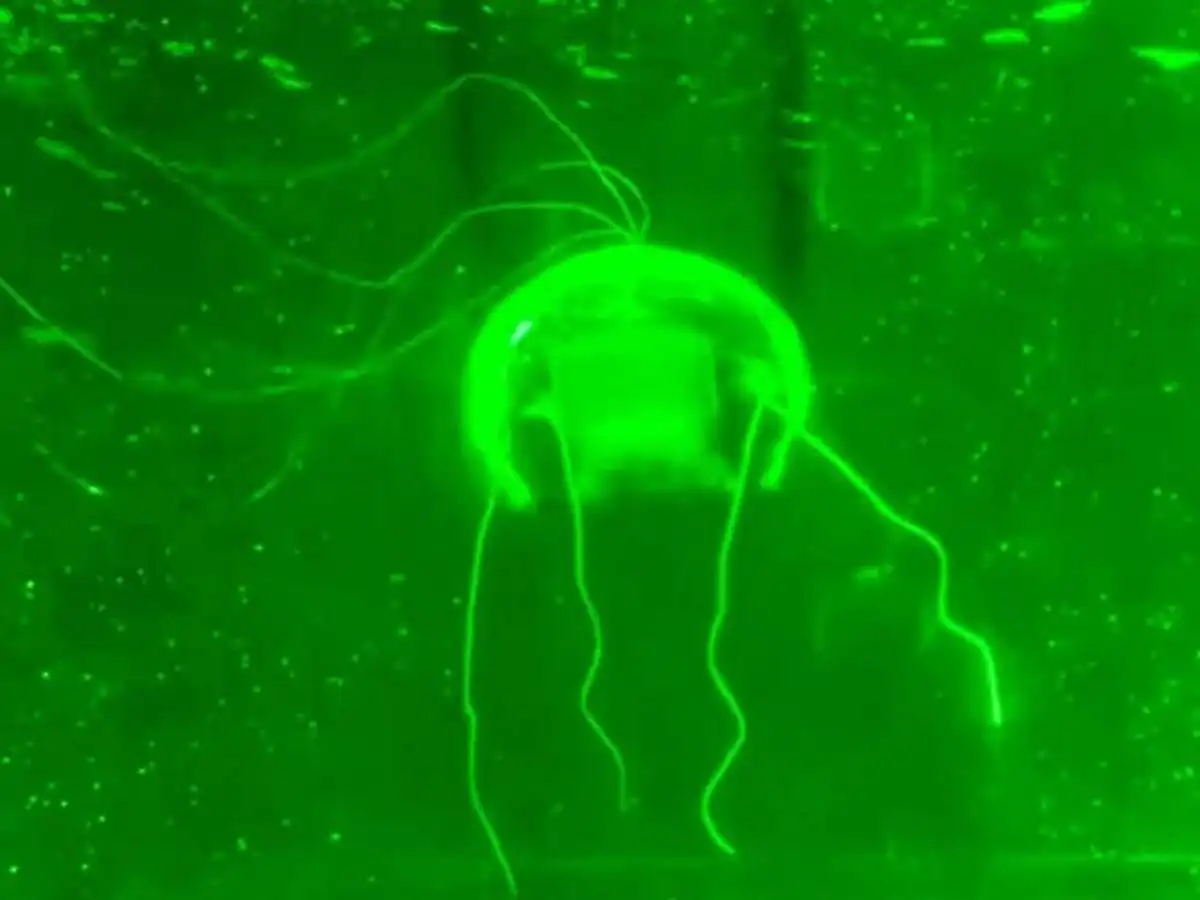 China crea una medusa espía controlada por IA.