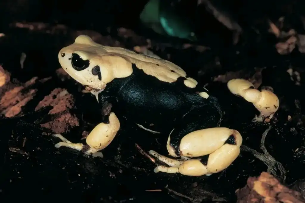 Descubren tres especies de sapos que dan a luz como mamíferos.