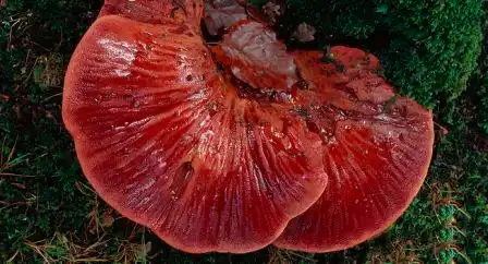 Hongos con sabor a carne ¿Serán la proteína del futuro?