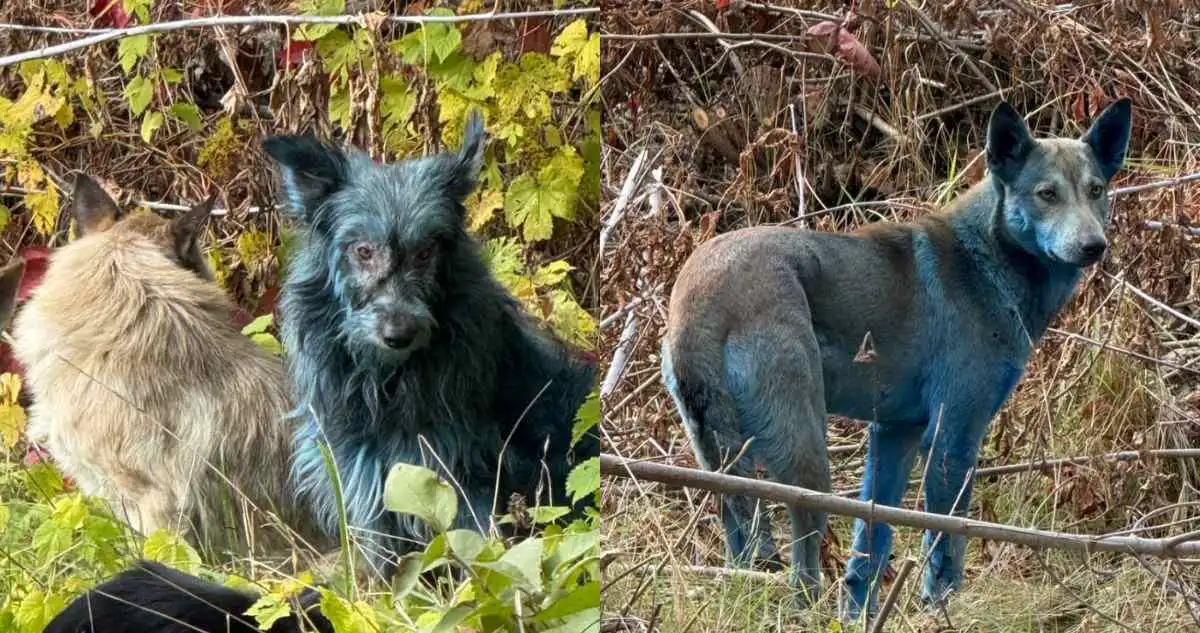 Perros azules aparecen en Chernóbil.