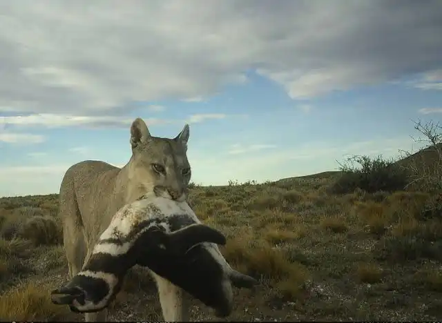 Pumas cazan pingüinos en la Patagonia y alertan sobre un cambio en el equilibrio natural.