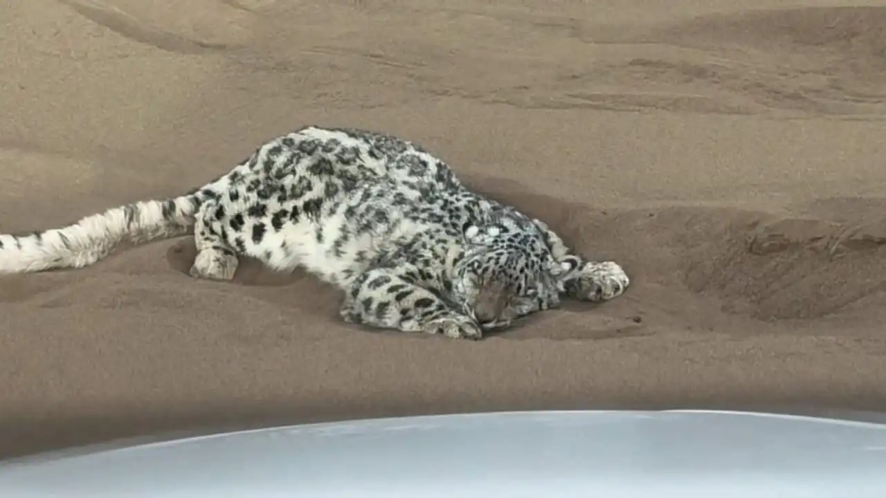 Milagro: Leoparda de las nieves camina kilómetros y termina en Desierto en China, fue rescatada