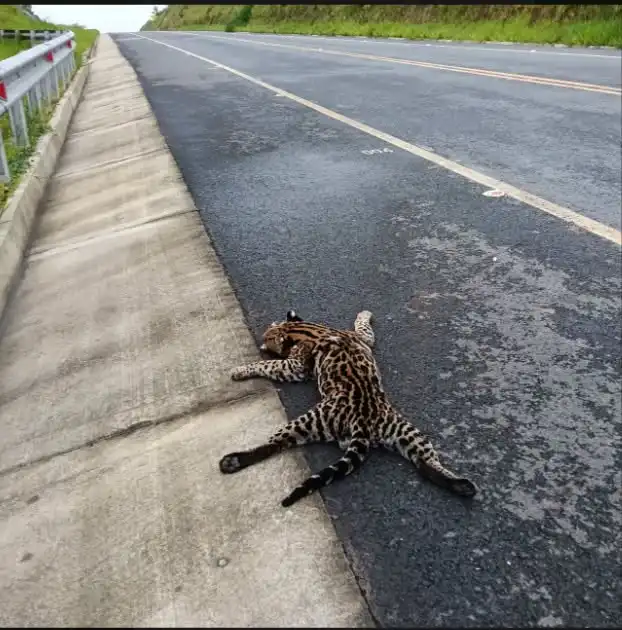 Necesitamos Biopuentes Urgentes: Nuevo caso de tigrillo atropellado en el nordeste antioqueño enciende alertas ambientales