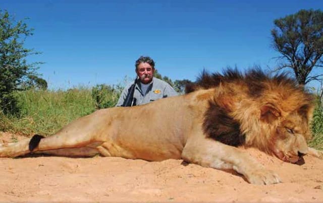 El cazador se convierte en la presa: Cinco elefantes aplastan hasta la muerte a un millonario cazador de trofeos de 75 años durante una cacería