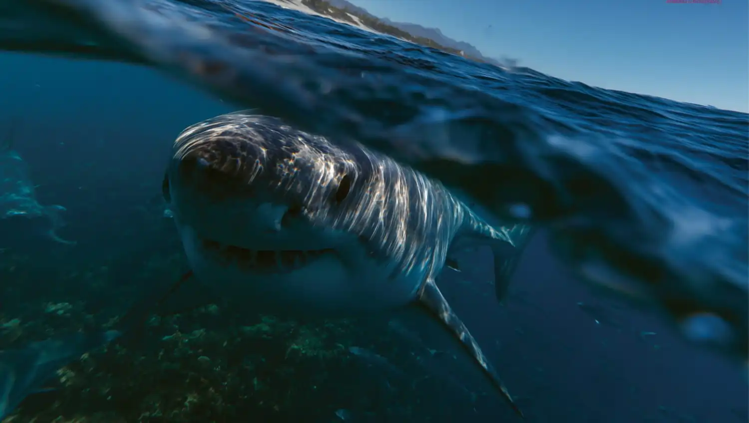 Docenas de especies de tiburones avanzan hacia el noreste de la costa de EE. UU.