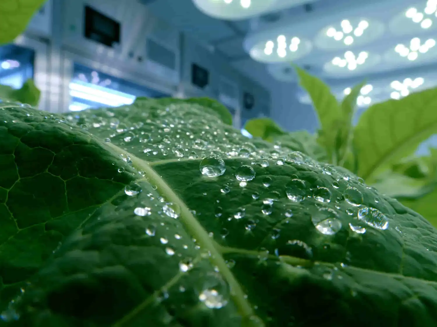Biotecnología médica: Modifican genéticamente plantas de tabaco para producir compuestos psicodélicos terapéuticos