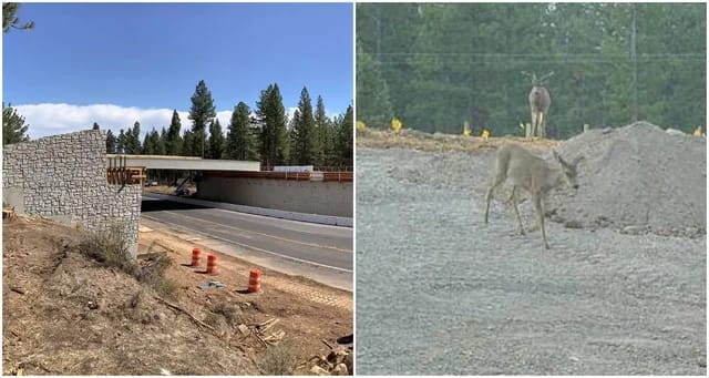 Cámaras registran los primeros animales usando un nuevo puente de vida salvaje en California