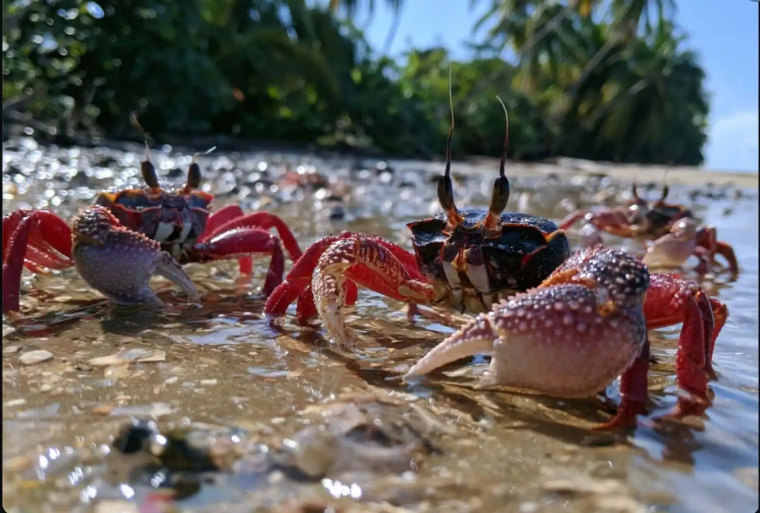 Cangrejos fragmentan plástico en Urabá