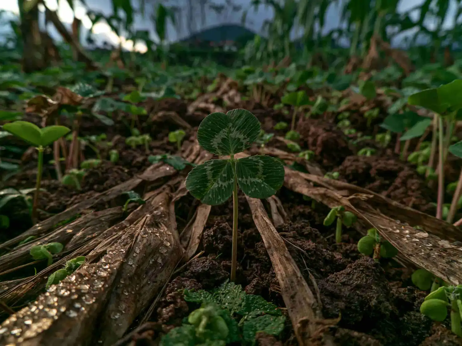 El papel de las leguminosas del género Trifolium en la fijación biológica de nitrógeno y la sostenibilidad de suelos