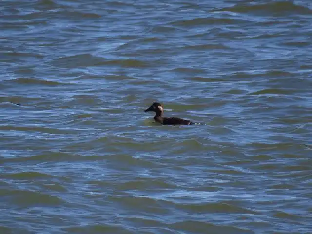 Náufrago mexicano sobrevivió una semana comiendo tortugas junto a un pato que se volvió su amigo