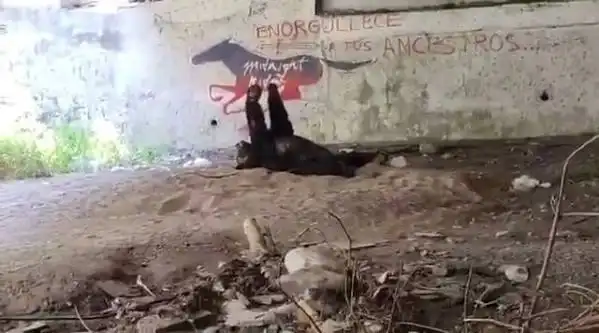 El Oso Negro con golpe de Calor debajo de un puente Monterrey México ya habia sido reubicado