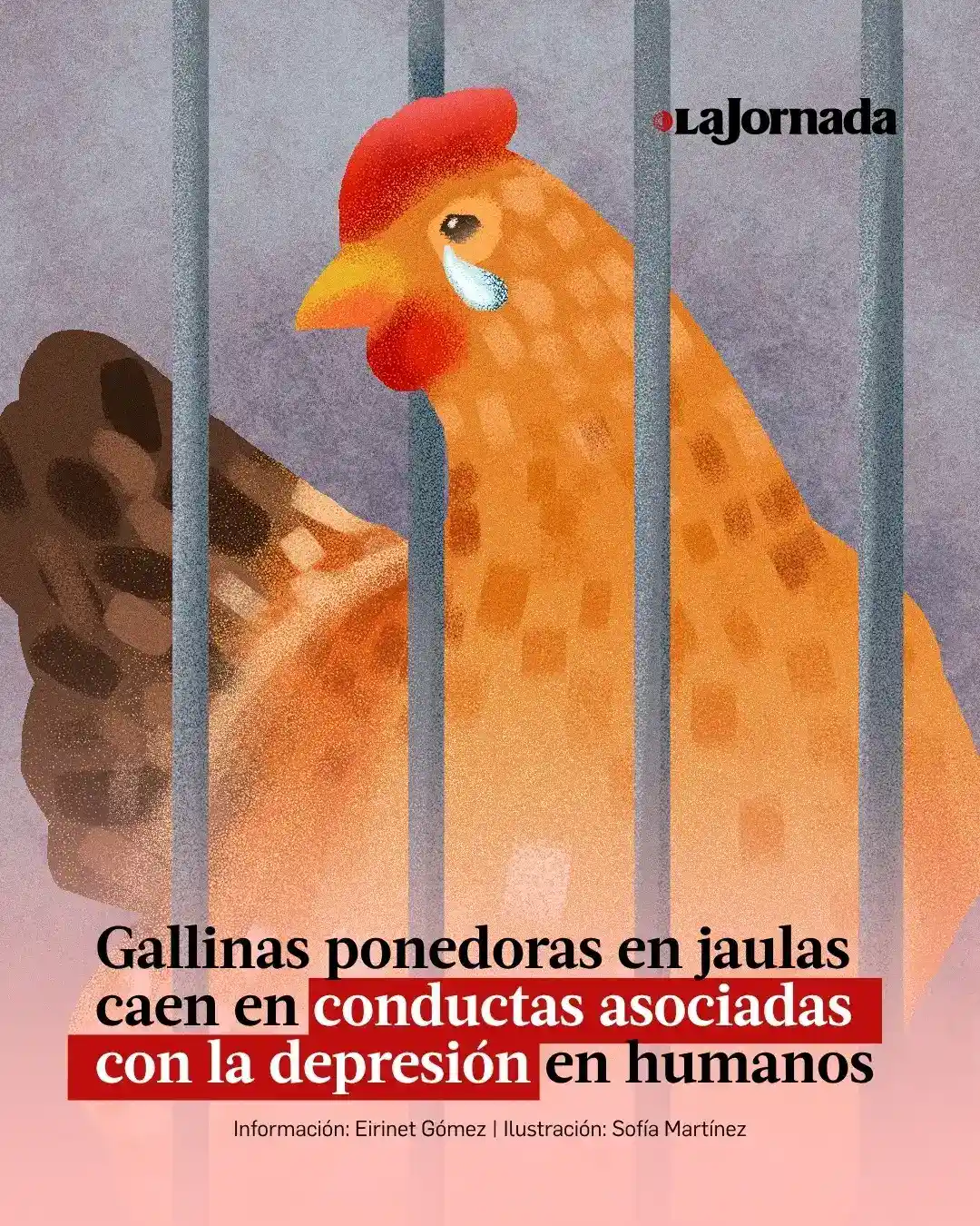 Estudio chileno halla señales de depresión en gallinas criadas en jaulas