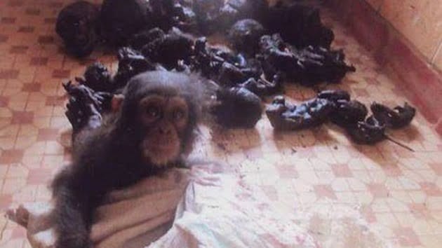 Ilegal: Bebé Chimpancé llora cada vez que un Humano se le acerca