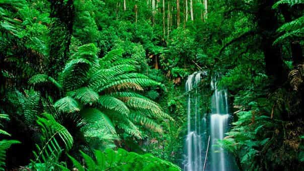 Amazonía deja mas reactivación económica como selva que como yacimiento