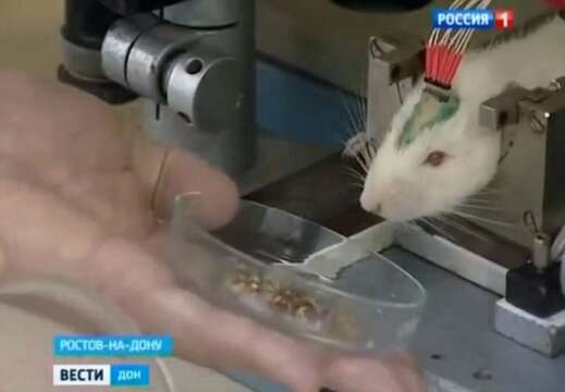 Las Ratas CYBORG
