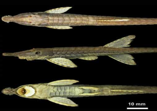 Farlowella Yarigui: Nueva especie de pez descubierta en Colombia