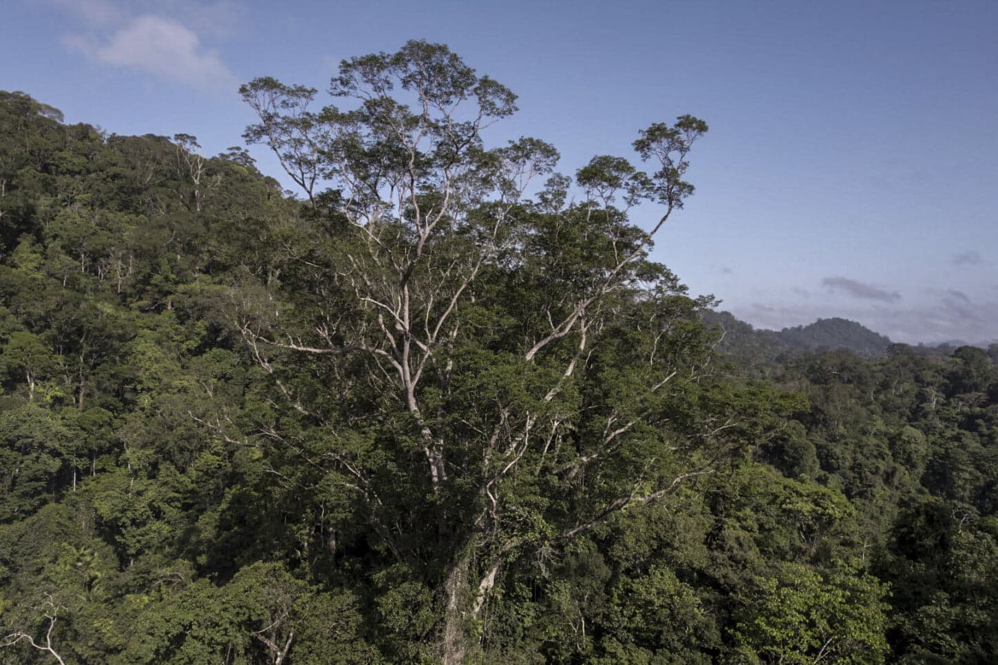 La historia de los científicos que lograron llegar al árbol más alto de la Amazonia