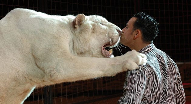 Animales de circos no serían utilizados en espectáculos