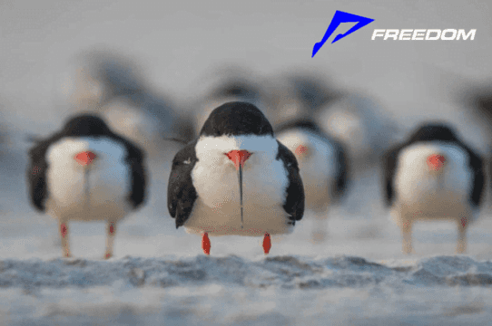 Mira las mejores fotografías cómicas de la fauna silvestre ¡Versión FREEDOM FESTIVAL!