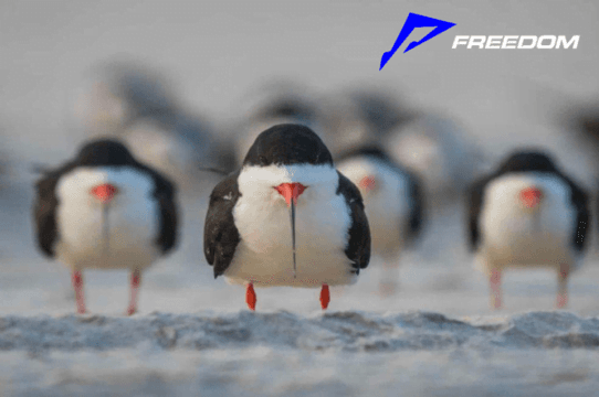 Mira las mejores fotografías cómicas de la fauna silvestre ¡Versión FREEDOM FESTIVAL!