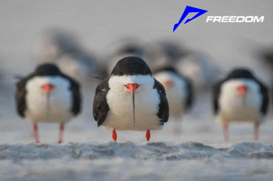 Mira las mejores fotografías cómicas de la fauna silvestre ¡Versión FREEDOM FESTIVAL!