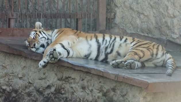Los residentes de una ciudad ucraniana salvaron el zoo local de una grave hambruna