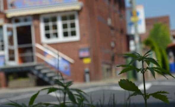 Una ciudad alemana que fue invadida por la marihuana