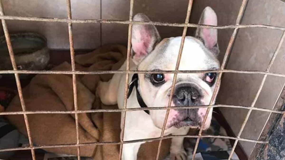 Nueva York prohíbe venta de perros, gatos y conejos procedentes de criaderos