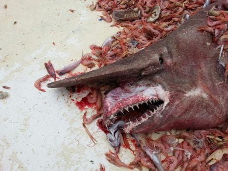 Que Miedo! Aparición de especie rarísima de Tiburon Duende en Key West