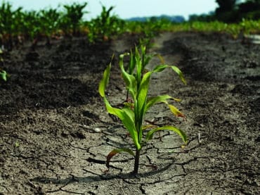 Aplican tecnología para obtener plantas resistentes a sequía