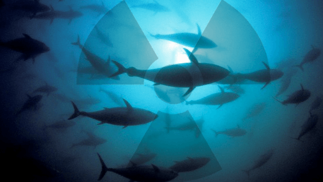 Peces transportan la radiación de Fukushima a las costas de EE.UU