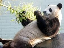 Cómo transportar dos pandas 8.000 kilómetros