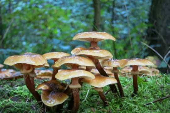 Los hongos alucinógenos tienen efectos farmacológicos en adicciones y enfermedades mentales