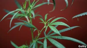 Una marihuana que no droga pero sí cura