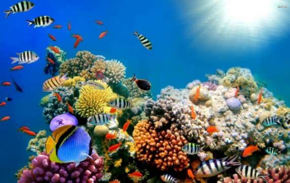 Los arrecifes de coral están siendo amenazados por las ratas