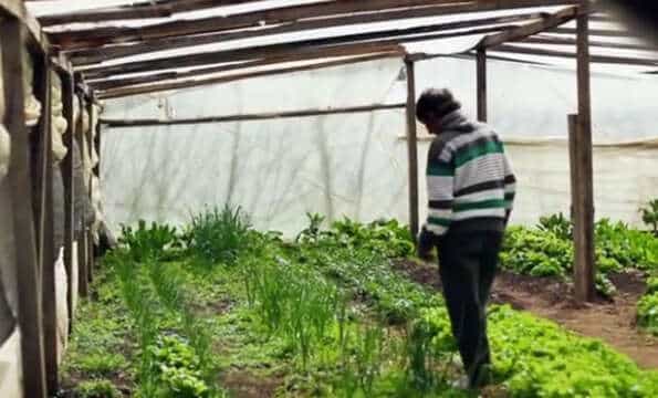 Bitcoins y el AGRO: Documental sobre como los campesinos usan bitcoins para vender sus productos directamente.