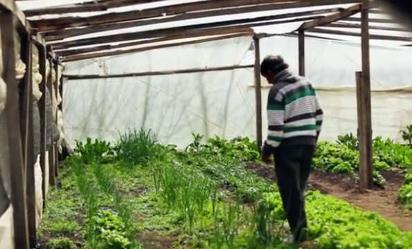 Bitcoins y el AGRO: Documental sobre como los campesinos usan bitcoins para vender sus productos directamente.