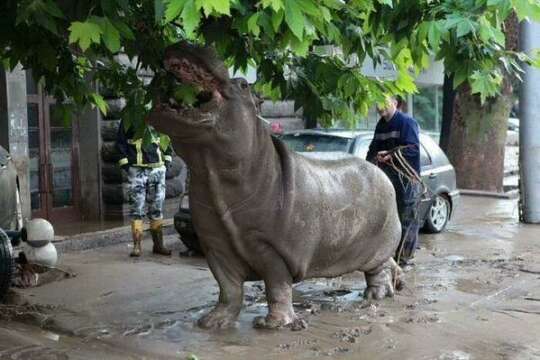 Imagenes Apocalipticas: Inundacion en Tbilisi, Georgia USA
