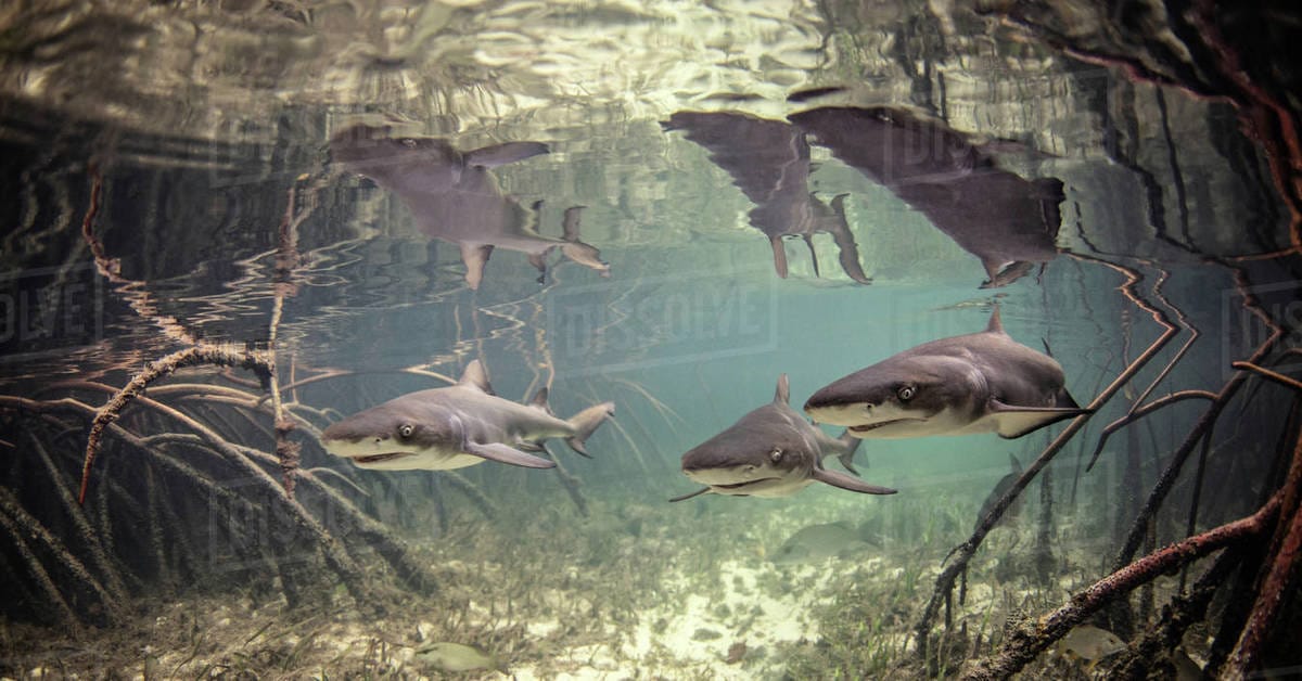 Tiburones matan 12 humanos x Año, Humanos matan 12000 POR HORA