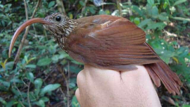 Amazonas dejará de enfriar atmósfera al emitir más CO2 del que absorbe