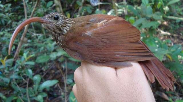 Amazonas dejará de enfriar atmósfera al emitir más CO2 del que absorbe
