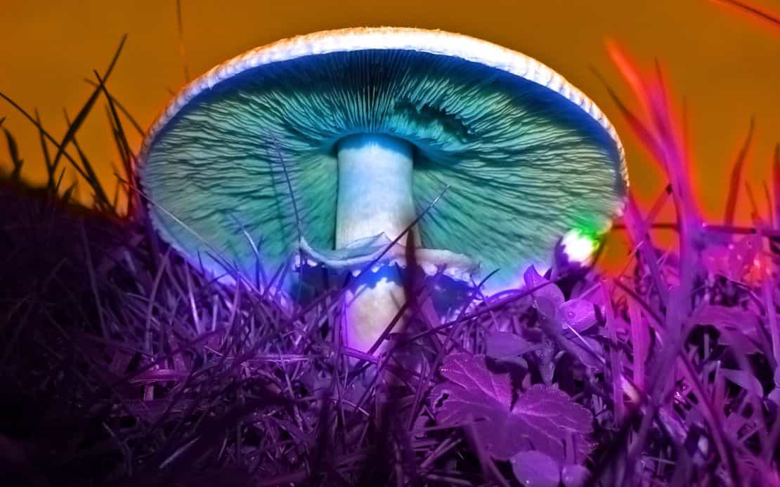Australia, primer país en usar hongos y MDMA para tratar enfermedades mentales