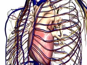 El Google Maps del Cuerpo Humano!