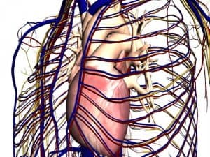 El Google Maps del Cuerpo Humano!