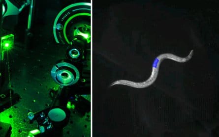 CoLBeRT: Logran controlar los movimientos de una lombriz con un sensor...
